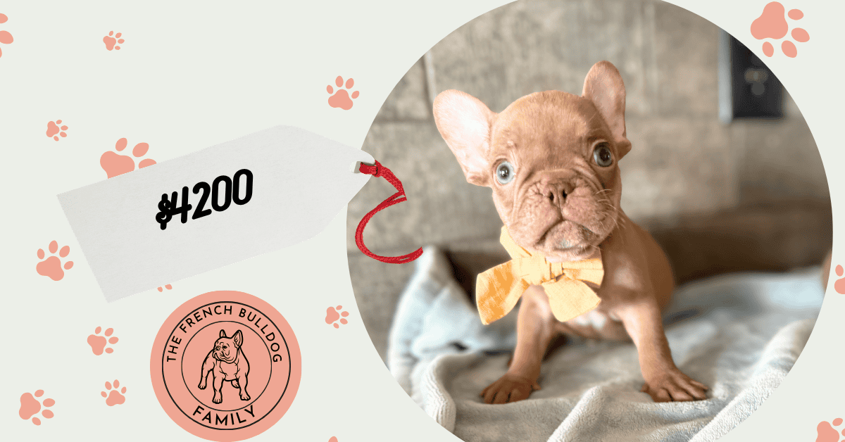 Xylo | Chocolate French Bulldog Male | Available Sep 5th, 2026
