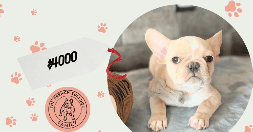 Louie | Cream French Bulldog Male | Available May 29th, 2026