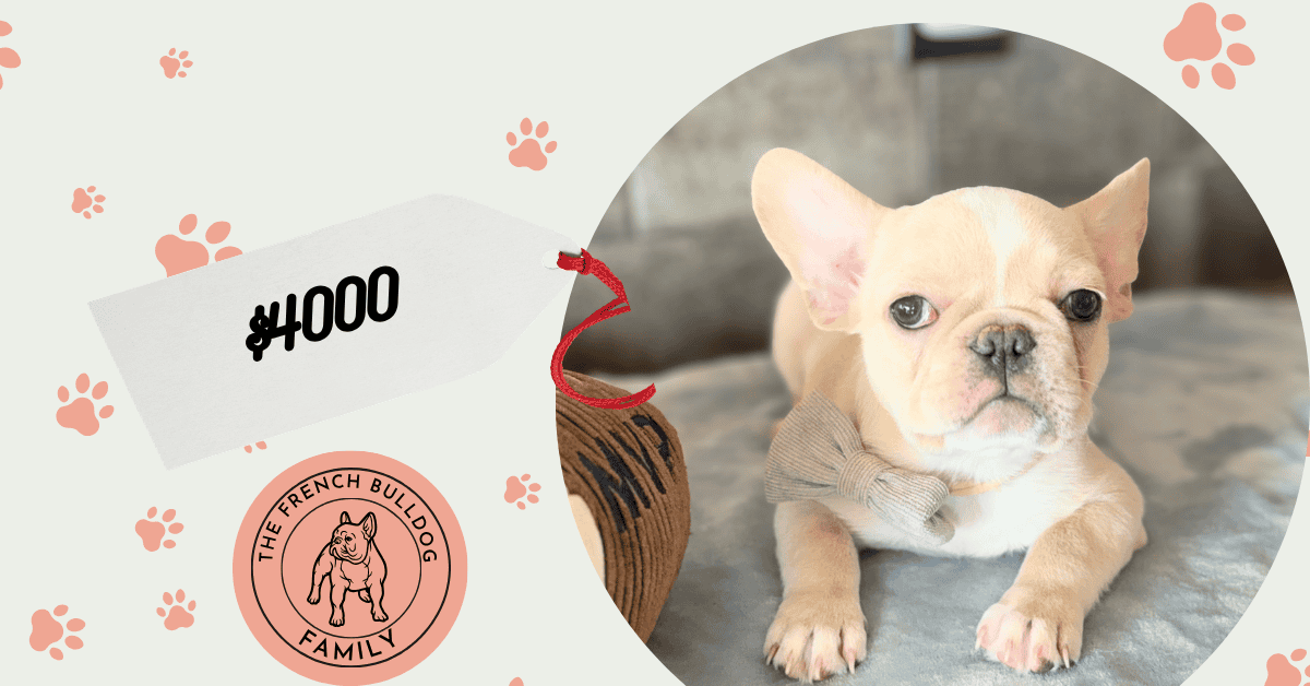 Louie | Cream French Bulldog Male | Available Now