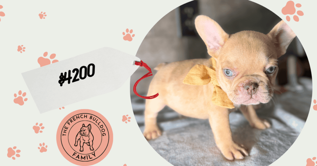 Asher | Fawn Merle French Bulldog Male | Available Sep 10th, 2026