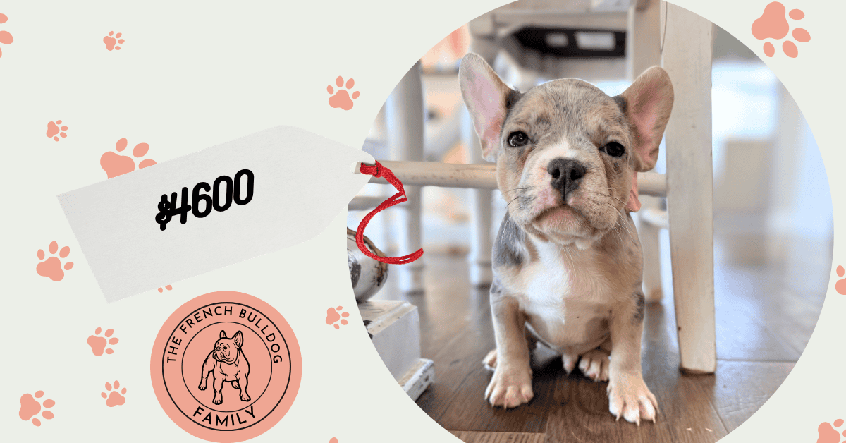 Ulysses | Blue Merle French Bulldog Male | Available Aug 27th, 2026