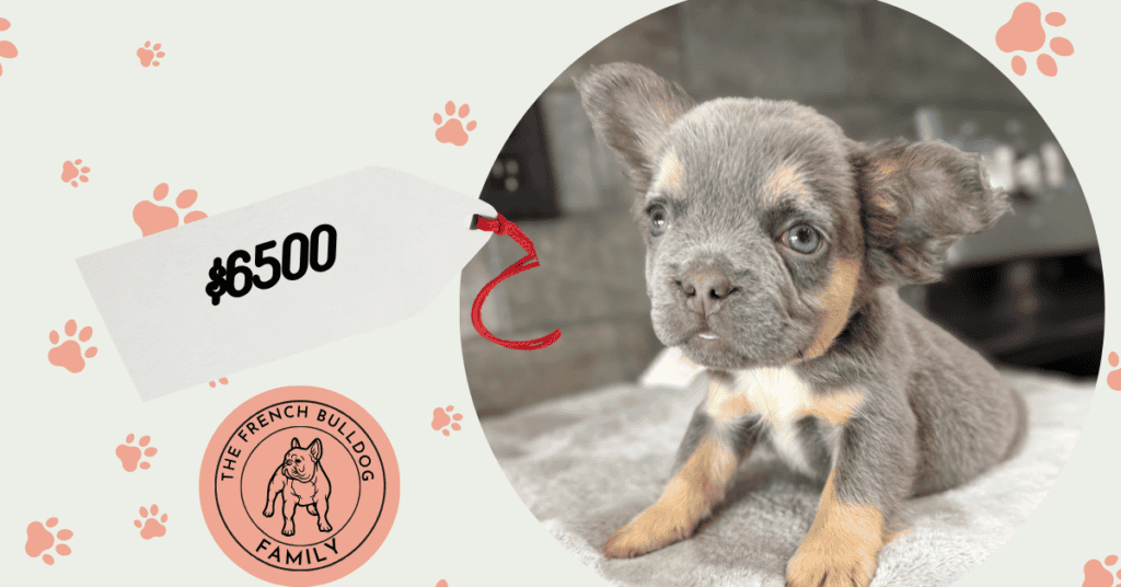 Whisper | Blue & Tan Fluffy French Bulldog Male | Available Aug 27th, 2026