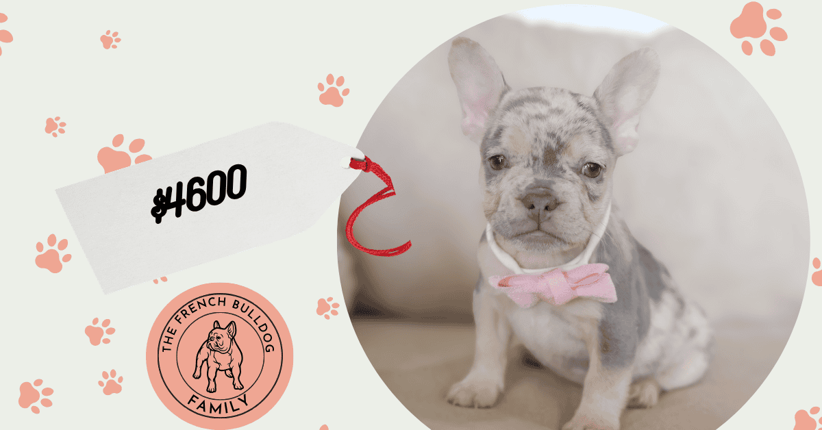 Welda | Blue Merle & Tan French Bulldog Female | Available Aug 27th, 2026
