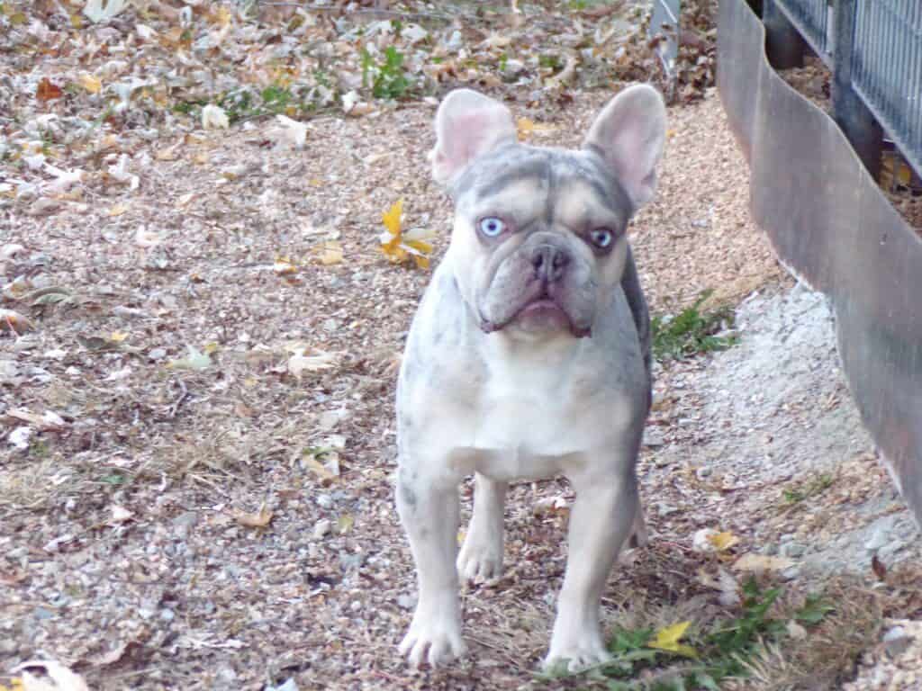 Bud Frenchie's parents