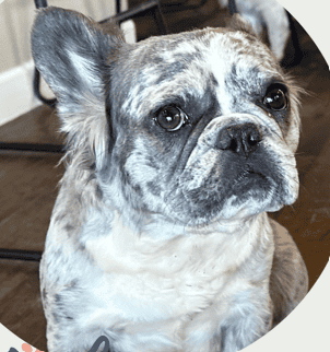 Harlow Frenchies parents