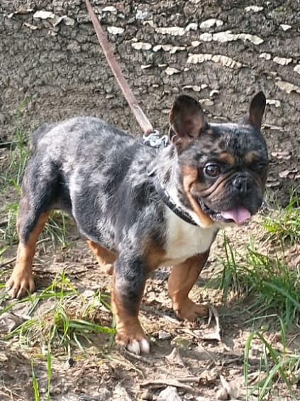 Pepper Frenchie's parents