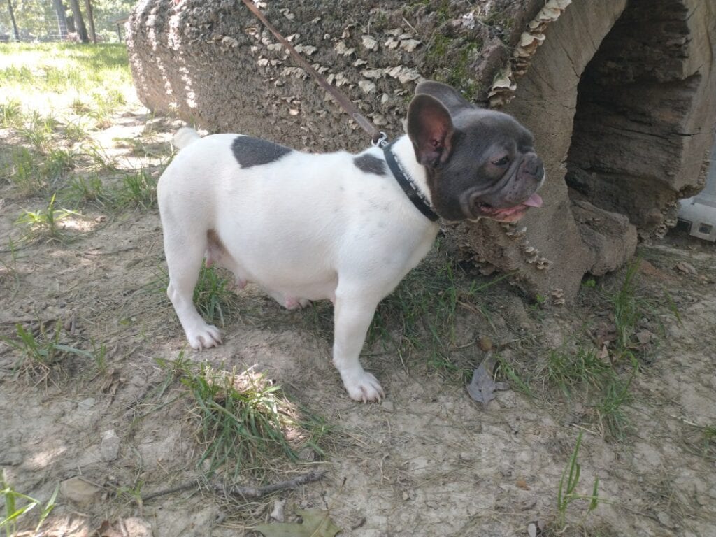 Anna Frenchie's parents