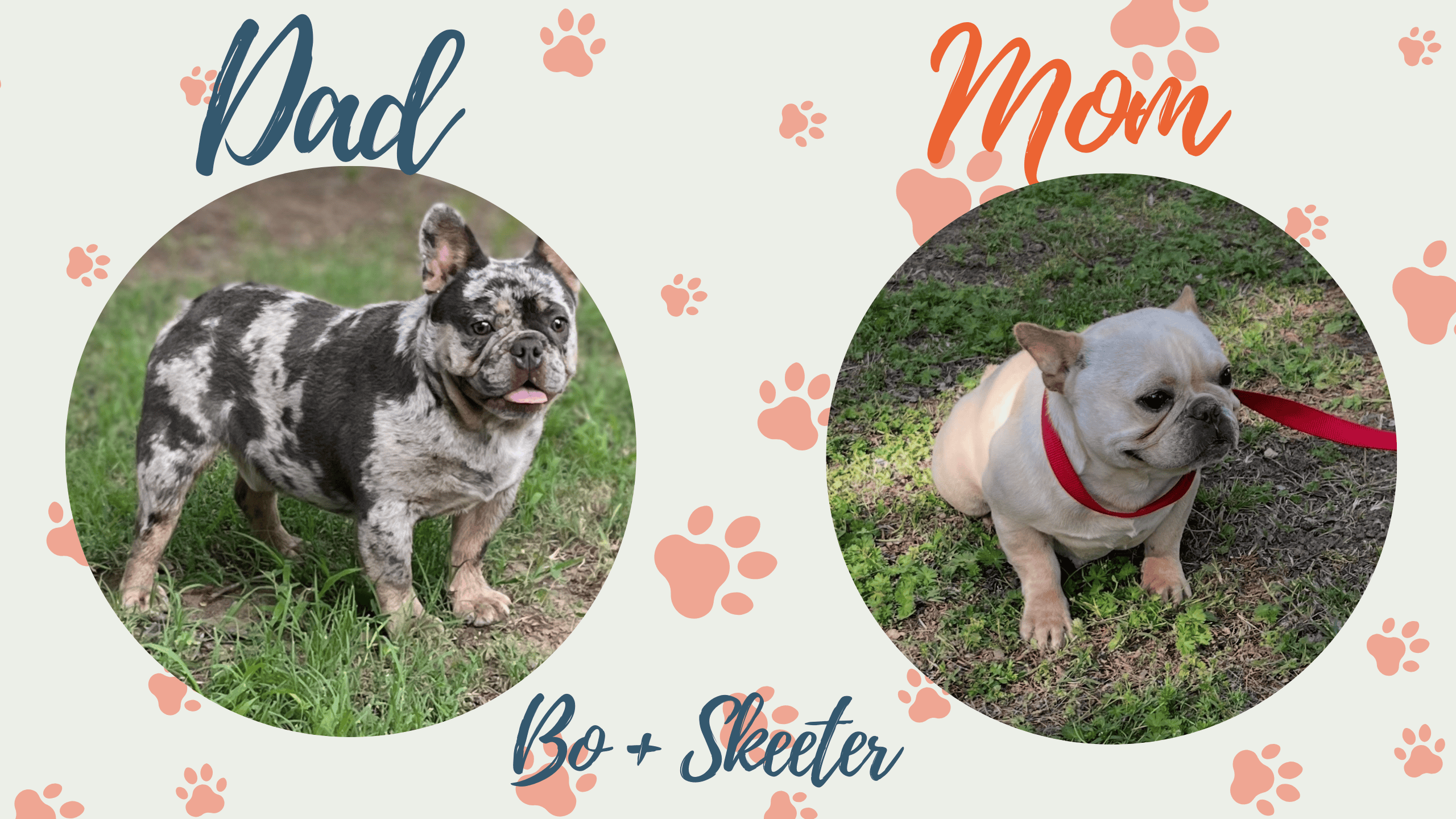 Skeeter & Bo French Bulldog Litter