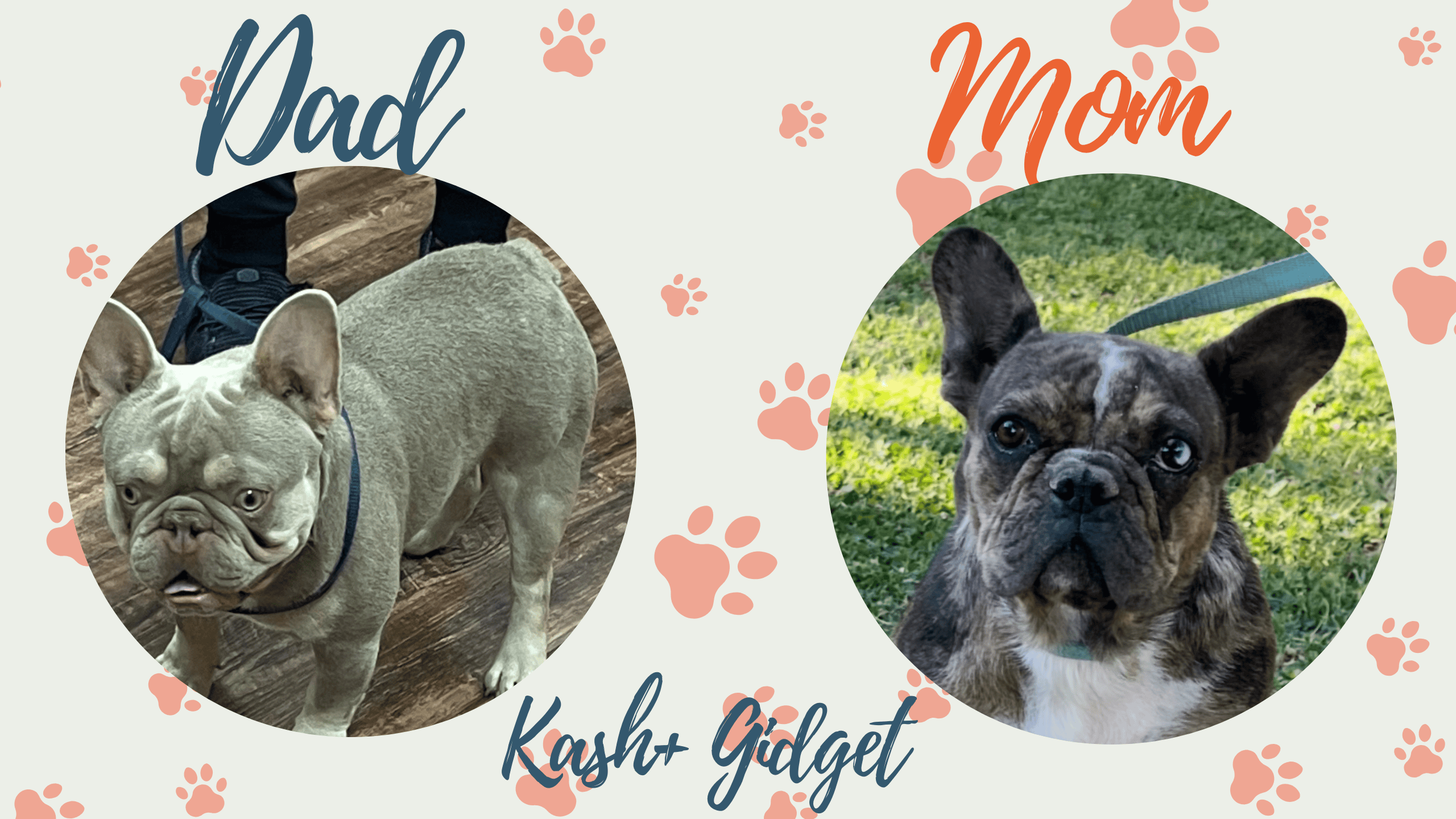 Gidget & Kash French Bulldog Litters | Due May 29th | Pup ready in August 7th, 2026
