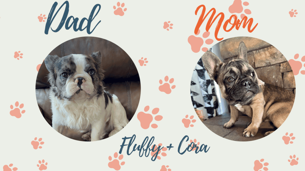 Cora & Fluffy French Bulldog Litters | Due June 26th | Pup ready in Sep 4th, 2026