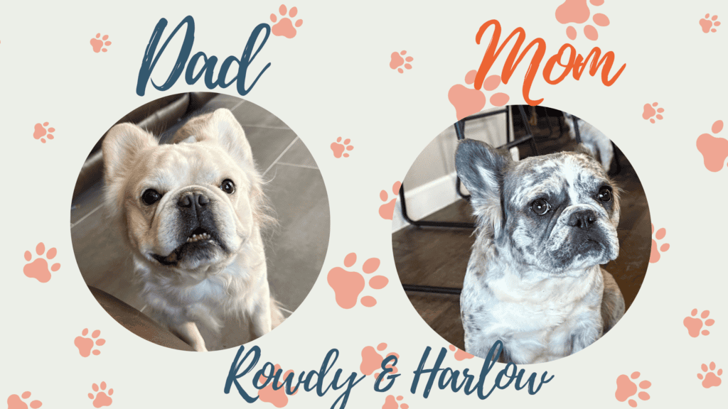 Harlow & Rowdy French Bulldog Litters | Due July 2nd | Pup ready in Sep 10th, 2026