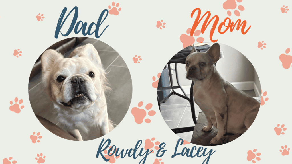 Lacey & Rowdy French Bulldog Litters | Due June 19th | Pup ready in Aug 28th, 2026