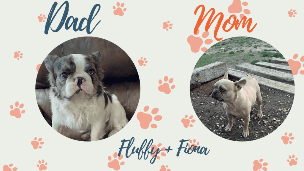 Fiona & Fluffy French Bulldog Litters | Due June 10th | Pup ready in Aug 19th, 2026