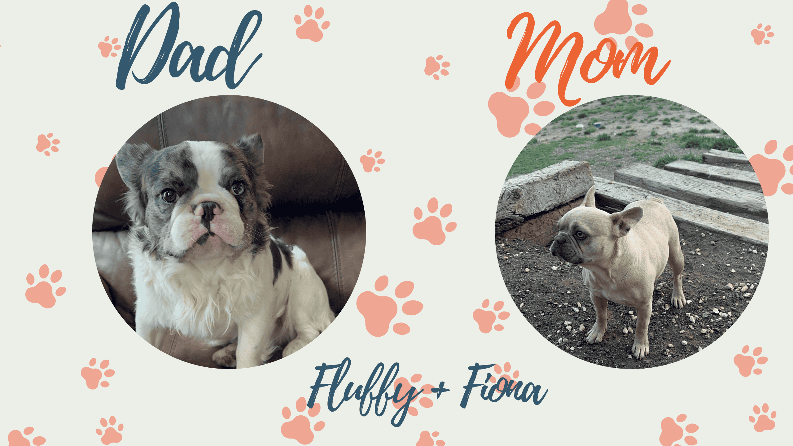 Fiona & Fluffy French Bulldog Litters | Due June 10th | Pup ready in Aug 19th, 2026