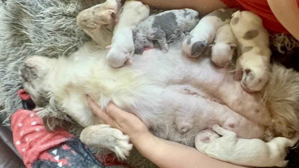 Harlow & Rowdy French Bulldog Litters | Born June 6th | Pup ready in Aug 15th, 2026
