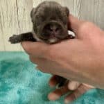 Kitty & Benjy French Bulldog Litters | Born May 1st | Pup ready in July 10th, 2026