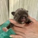 Kitty & Benjy French Bulldog Litters | Born May 1st | Pup ready in July 10th, 2026