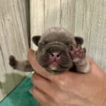 Kitty & Benjy French Bulldog Litters | Born May 1st | Pup ready in July 10th, 2026