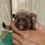 Kitty & Benjy French Bulldog Litters | Born May 1st | Pup ready in July 10th, 2026