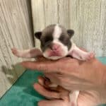 Kitty & Benjy French Bulldog Litters | Born May 1st | Pup ready in July 10th, 2026