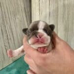 Kitty & Benjy French Bulldog Litters | Born May 1st | Pup ready in July 10th, 2026