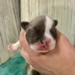 Kitty & Benjy French Bulldog Litters | Born May 1st | Pup ready in July 10th, 2026