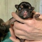 Dawn & Mudslinger French Bulldog Litters | Born May 2nd | Pup ready in July 11th, 2026