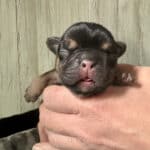 Dawn & Mudslinger French Bulldog Litters | Born May 2nd | Pup ready in July 11th, 2026