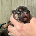 Dawn & Mudslinger French Bulldog Litters | Born May 2nd | Pup ready in July 11th, 2026