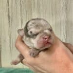 Dawn & Mudslinger French Bulldog Litters | Born May 2nd | Pup ready in July 11th, 2026
