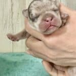 Dawn & Mudslinger French Bulldog Litters | Born May 2nd | Pup ready in July 11th, 2026