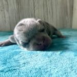 Dawn & Mudslinger French Bulldog Litters | Born May 2nd | Pup ready in July 11th, 2026