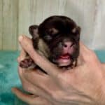 Dawn & Mudslinger French Bulldog Litters | Born May 2nd | Pup ready in July 11th, 2026