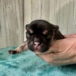Dawn & Mudslinger French Bulldog Litters | Born May 2nd | Pup ready in July 11th, 2026