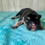 Dawn & Mudslinger French Bulldog Litters | Born May 2nd | Pup ready in July 11th, 2026