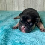 Dawn & Mudslinger French Bulldog Litters | Born May 2nd | Pup ready in July 11th, 2026