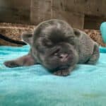 Dawn & Mudslinger French Bulldog Litters | Born May 2nd | Pup ready in July 11th, 2026