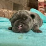 Dawn & Mudslinger French Bulldog Litters | Born May 2nd | Pup ready in July 11th, 2026