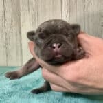 Dawn & Mudslinger French Bulldog Litters | Born May 2nd | Pup ready in July 11th, 2026