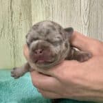 Dawn & Mudslinger French Bulldog Litters | Born May 2nd | Pup ready in July 11th, 2026