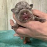 Dawn & Mudslinger French Bulldog Litters | Born May 2nd | Pup ready in July 11th, 2026