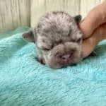 Dawn & Mudslinger French Bulldog Litters | Born May 2nd | Pup ready in July 11th, 2026