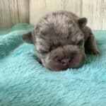 Dawn & Mudslinger French Bulldog Litters | Born May 2nd | Pup ready in July 11th, 2026
