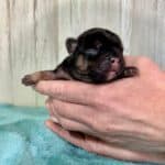 Dawn & Mudslinger French Bulldog Litters | Born May 2nd | Pup ready in July 11th, 2026