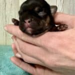 Dawn & Mudslinger French Bulldog Litters | Born May 2nd | Pup ready in July 11th, 2026