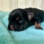 Dawn & Mudslinger French Bulldog Litters | Born May 2nd | Pup ready in July 11th, 2026