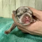 Dawn & Mudslinger French Bulldog Litters | Born May 2nd | Pup ready in July 11th, 2026