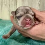 Dawn & Mudslinger French Bulldog Litters | Born May 2nd | Pup ready in July 11th, 2026