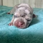 Dawn & Mudslinger French Bulldog Litters | Born May 2nd | Pup ready in July 11th, 2026