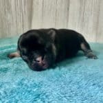 Dawn & Mudslinger French Bulldog Litters | Born May 2nd | Pup ready in July 11th, 2026